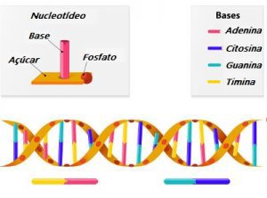 Estrutura Dna